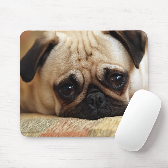 Cutest Baby Animals | Baby Pug Puppy Musmatta (Med mus)
