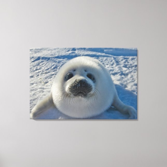 Cutest Baby Animals | Baby Seal Canvastryck (Framsida)