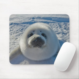Cutest Baby Animals Baby Seal Musmatta