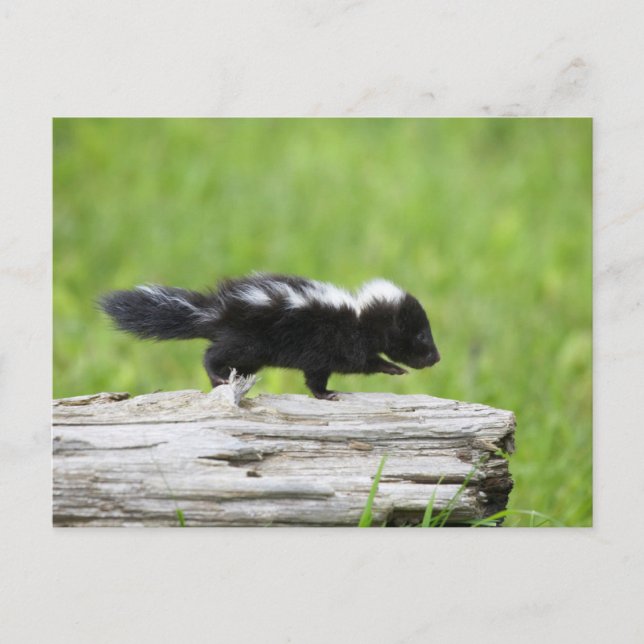 Cutest Baby Animals | Baby Skunk Vykort (Framsida)