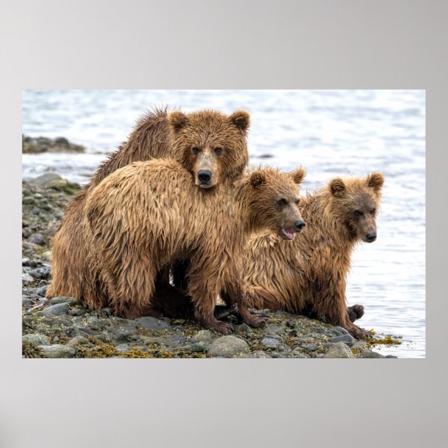 Cutest Baby Animals | Bear & Cubs Poster (Framsidan)