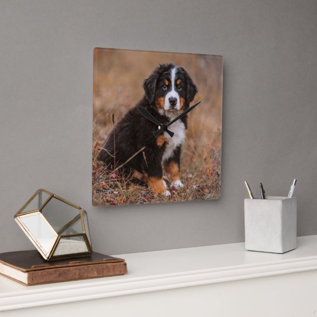 Cutest Baby Animals | Bernese Mountain Dog Fyrkantig Klocka (Kontor)