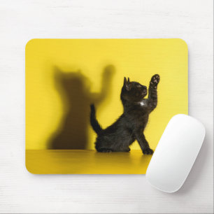 Cutest Baby Animals Black Cat Playing Musmatta
