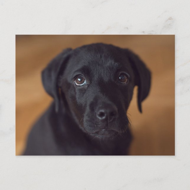 Cutest Baby Animals | Black Labrador Puppy Vykort (Framsida)