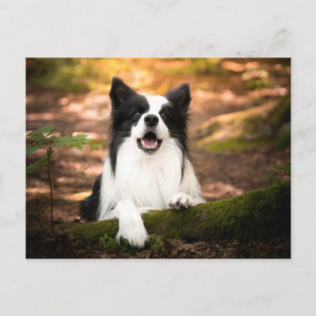 Cutest Baby Animals | Black & White Border Collie Vykort (Framsida)