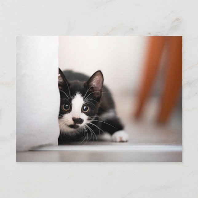 Cutest Baby Animals | Black & White Kitten Vykort (Framsida)