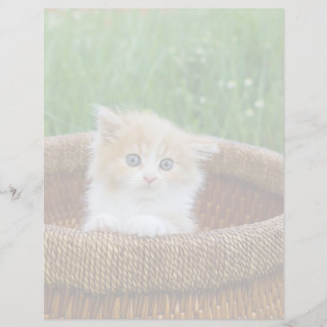 Cutest Baby Animals | Blue Eyed Kitten (Framsida)