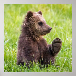 Cutest Baby Animals   Brown Bear Cub Wave Poster