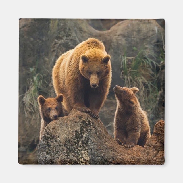 Cutest Baby Animals | Brown Bear Family Magnet (Framsidan)
