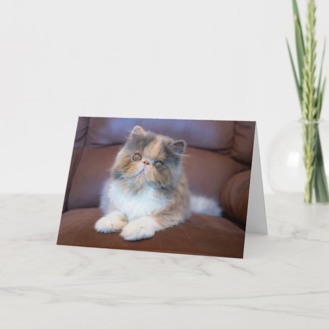 Cutest Baby Animals | Calico Persian Kitten Kort (Framsida)