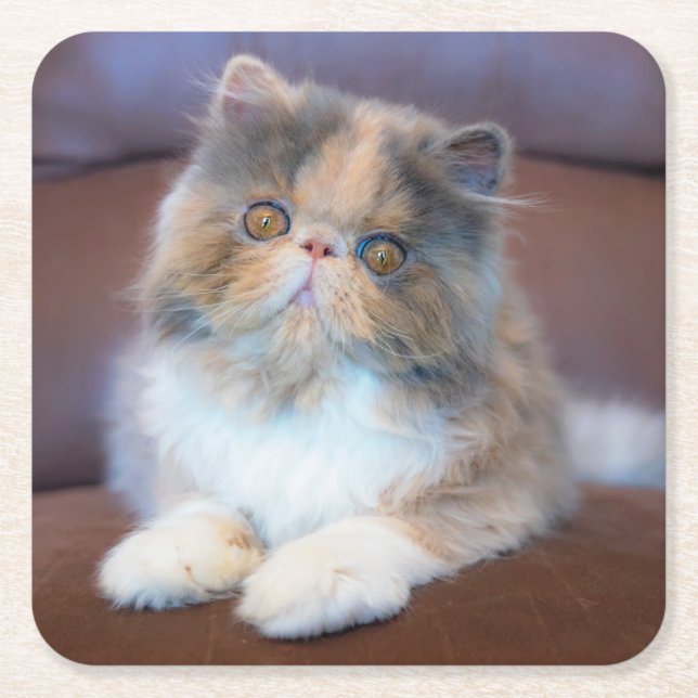 Cutest Baby Animals | Calico Persian Kitten Underlägg Papper Kvadrat (Framsidan)