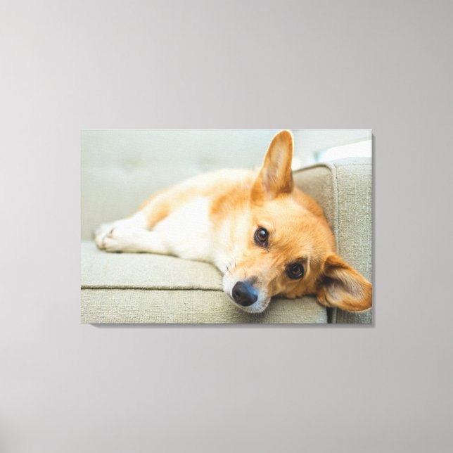 Cutest Baby Animals | Corgi Puppy on Couch Canvastryck (Framsida)