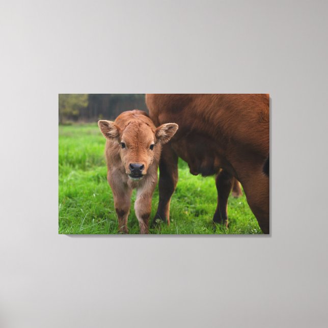 Cutest Baby Animals | Cow & Calf Canvastryck (Framsida)
