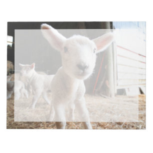 Cutest Baby Animals Cute Lamb in a Farm Anteckningsblock