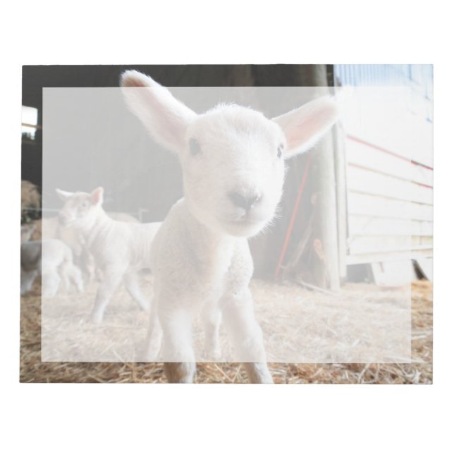 Cutest Baby Animals | Cute Lamb in a Farm Anteckningsblock (Framsida)