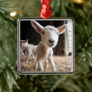 Cutest Baby Animals Cute Lamb in a Farm Julgransprydnad Metall