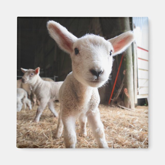 Cutest Baby Animals | Cute Lamb in a Farm Magnet (Framsidan)
