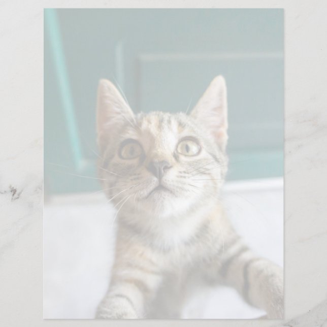 Cutest Baby Animals | Cute Tabby Kitten (Framsida)