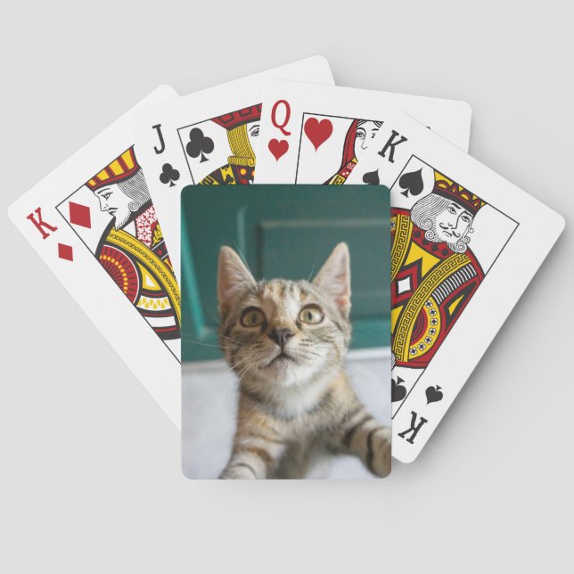 Cutest Baby Animals | Cute Tabby Kitten Casinokort (Baksidan)