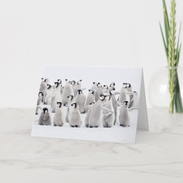 Cutest Baby Animals | Emperor Penguin Chicks Kort (Framsida)
