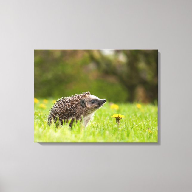 Cutest Baby Animals | European Hedgehog Canvastryck (Framsida)
