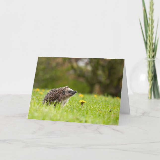 Cutest Baby Animals | European Hedgehog Kort (Framsida)