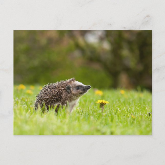 Cutest Baby Animals | European Hedgehog Vykort (Framsida)