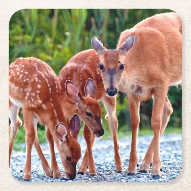 Cutest Baby Animals | Fawn with Babies Underlägg Papper Kvadrat (Framsidan)