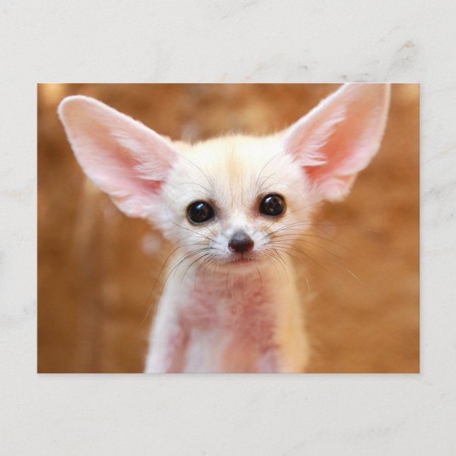Cutest Baby Animals | Fennec Fox Vykort (Framsida)