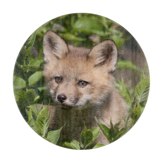 Cutest Baby Animals | Fox Kit (Framsidan)