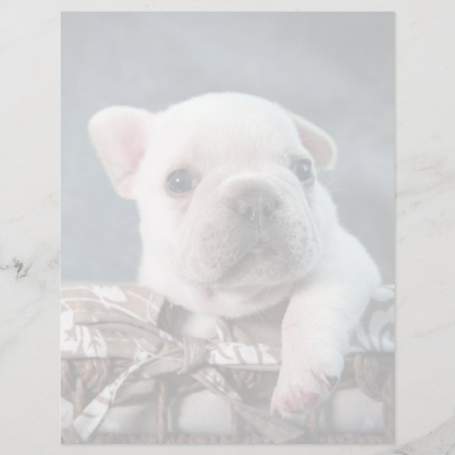 Cutest Baby Animals | French Bulldog (Framsida)