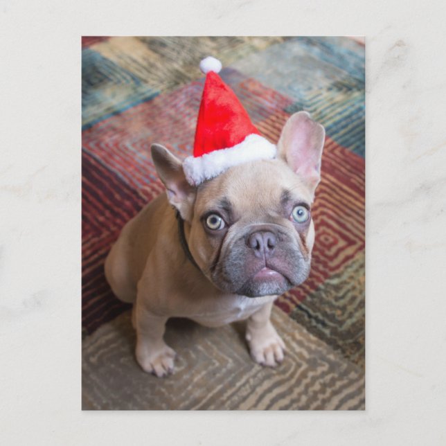 Cutest Baby Animals | French Bulldog Christmas Vykort (Framsida)