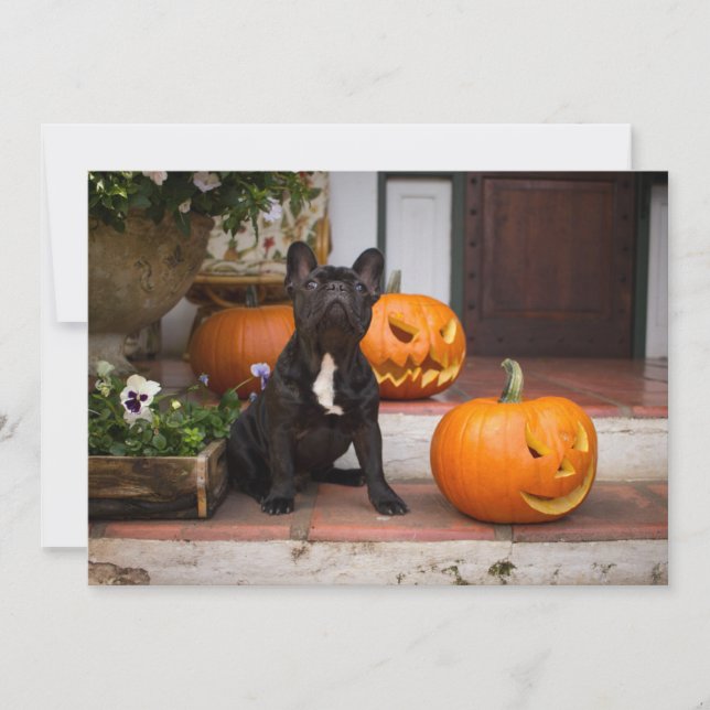 Cutest Baby Animals | French Bulldog Halloween Tack Kort (Framsida)