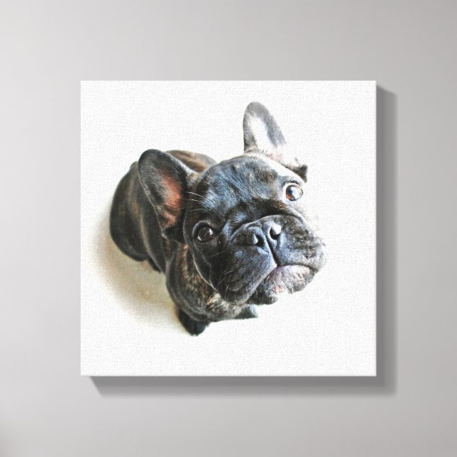 Cutest Baby Animals | French Bulldog Look Up Canvastryck (Framsida)