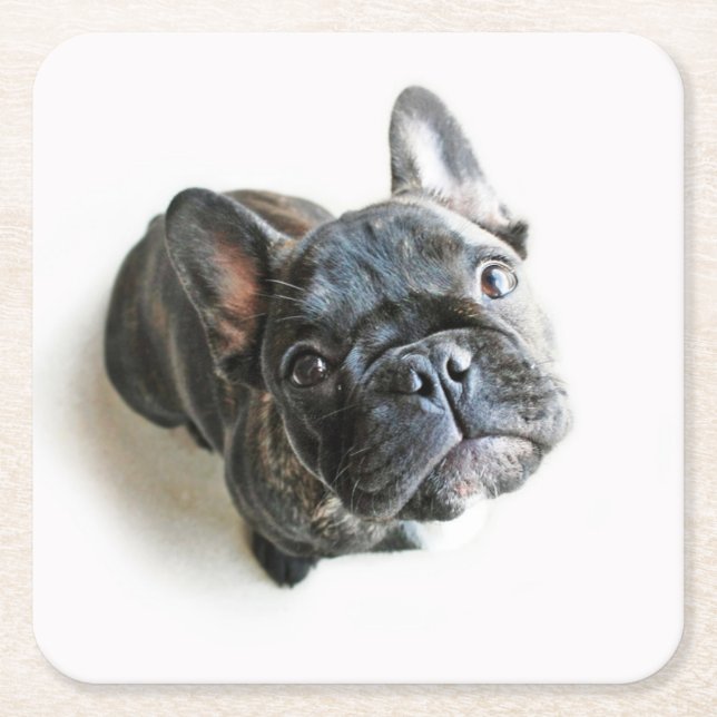 Cutest Baby Animals | French Bulldog Look Up Underlägg Papper Kvadrat (Framsidan)
