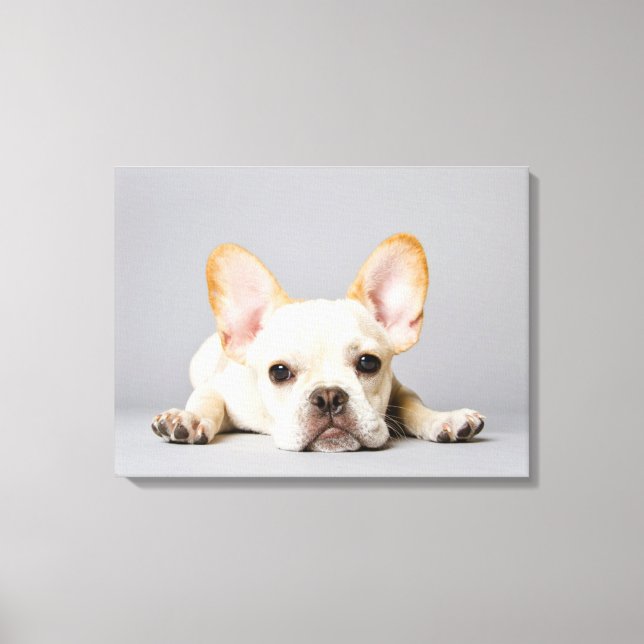 Cutest Baby Animals | French Bulldog Lying Down Canvastryck (Framsida)