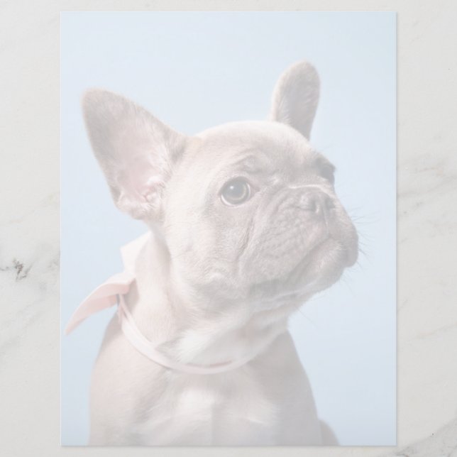 Cutest Baby Animals | French Bulldog Pink Bow (Framsida)