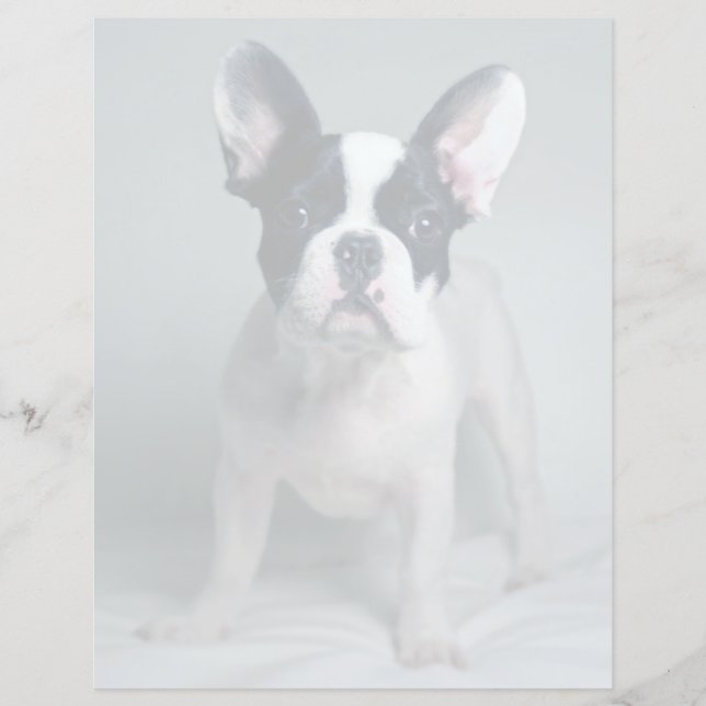 Cutest Baby Animals | French Bulldog Puppy (Framsida)