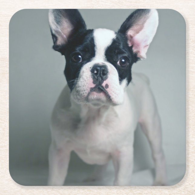 Cutest Baby Animals | French Bulldog Puppy Underlägg Papper Kvadrat (Framsidan)
