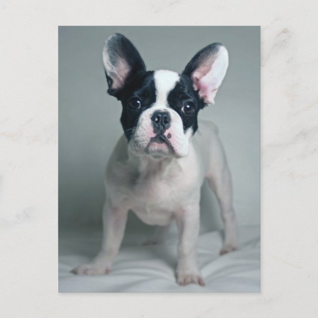 Cutest Baby Animals | French Bulldog Puppy Vykort (Framsida)