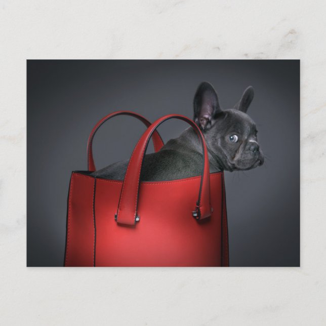 Cutest Baby Animals | French Bulldog Red Hand Bag Vykort (Framsida)