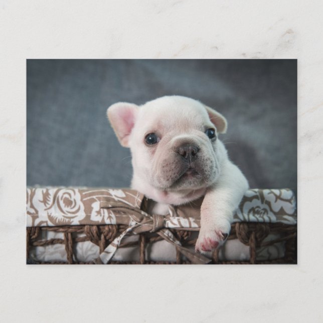 Cutest Baby Animals | French Bulldog Vykort (Framsida)