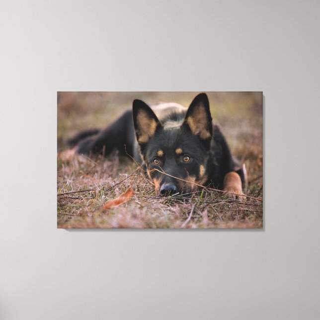 Cutest Baby Animals | German Shepherd Puppy Canvastryck (Framsida)