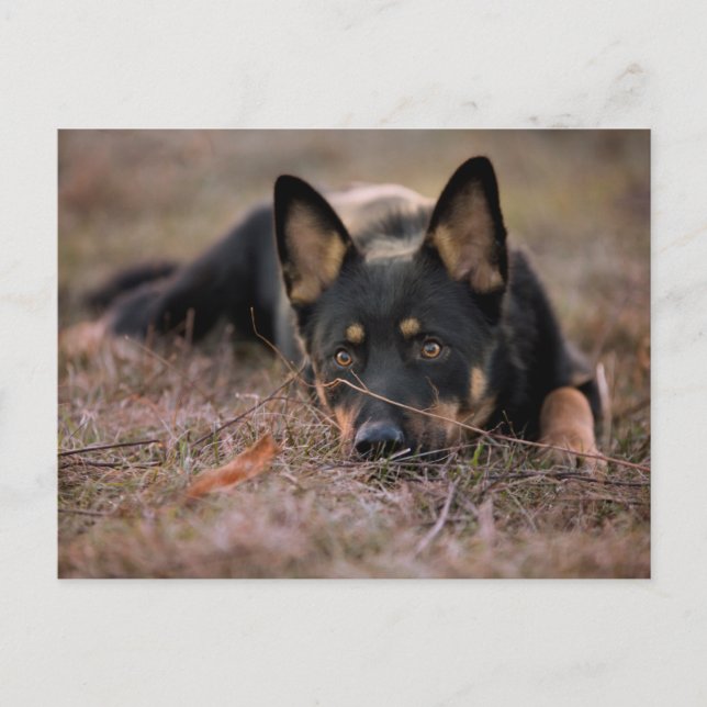 Cutest Baby Animals | German Shepherd Puppy Vykort (Framsida)