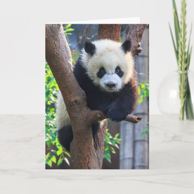 Cutest Baby Animals | Giant Panda Cub Kort (Framsida)