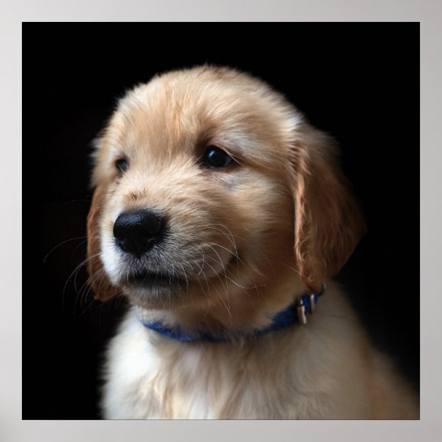 Cutest Baby Animals | Golden Retriever Puppy Poster (Framsidan)