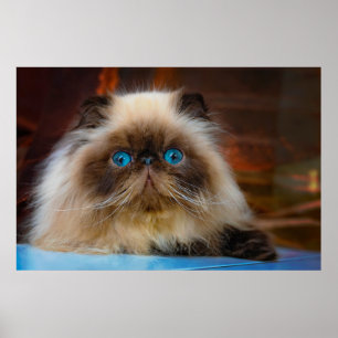 Cutest Baby Animals   Himalayan Cat Poster