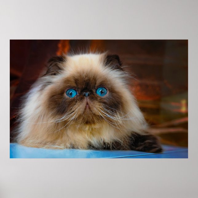 Cutest Baby Animals | Himalayan Cat Poster (Framsidan)