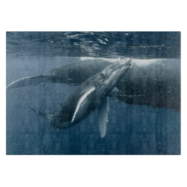 Cutest Baby Animals | Humpback Whale Calf (Framsidan)