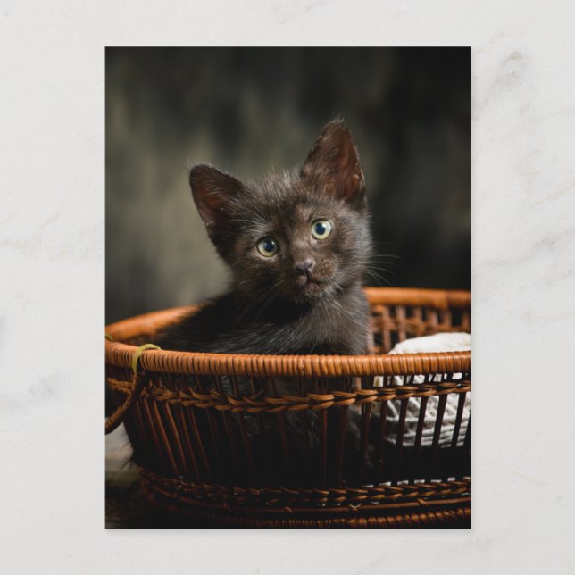 Cutest Baby Animals | Kitten in Basket Vykort (Framsida)